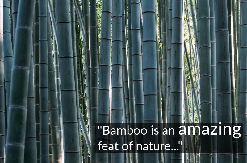 bamboo tree