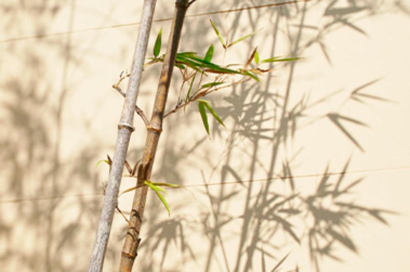 bamboo tree